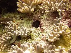 E. molaris à Zanzibar.