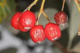 Image illustrative de l’article Alise