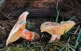 Lactarius deliciosus, un Russulales