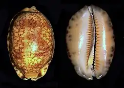 Cypraea eglantina