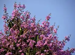Lagerstroemia speciosa