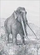 Le plus gros animal du site de Terra Amata, l'éléphant antique