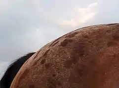 Gros plan sur une croupe à taches brunes visibles