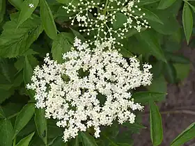 Sureau(Sambucus nigra).
