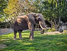 Éléphant du Zoo de Granby