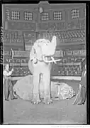 Spectacle d'éléphants en 1923.