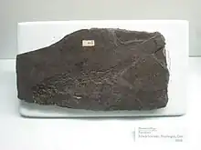 Première description du genre de poisson ganoïde Elonichthys&nbsp;(de) en 1848, spécimen au musée d'histoire naturelle de l'Université du Michigan.