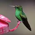Colibri à tête cuivrée se nourrissant d'une solution d'eau sucrée à une mangeoire conçue à cet effet