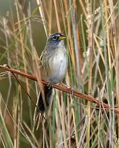 Petit Tardivole (Emberizoides ypiranganus)