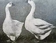 Oie d'Emden (au début du XXe&nbsp;siècle)