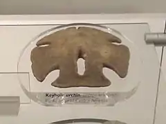 Test naturalisé au Natural History Museum de Londres.