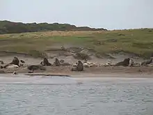 Lions de mer (Phocarctos hookeri), île d'Enderby dans le groupe des îles Auckland