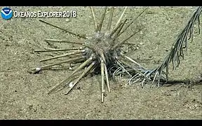 Prédation par un oursin cidaroïde.