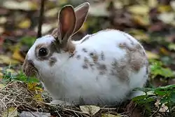 Lapin papillon anglais