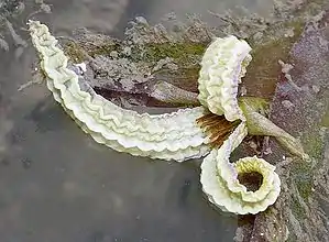 Enhalus acoroides fleurit assez régulièrement sur les rivages de Singapour, en longues tiges terminées chacune par une grande fleur femelle.
