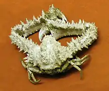 Enoplolambrus validus