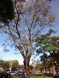 Timbó (Enterolobium contortisiliquum)