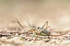 Éphippigère des vignes femelle.