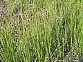 Equisetum ramosissimum