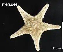 Eremicaster pacificus