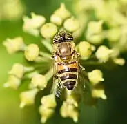 Femelle vue de dessus sur une fleur de lierre.