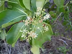 Inflorescence en cymes trichotomes.