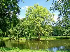 Le gouffre, petit étang au sud de la prairie Arcadienne.