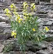 Erysimum cheiri.