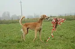 Un Saluki et le leurre