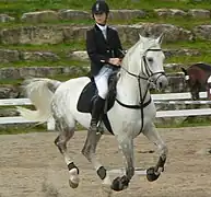 Étalon Shagya en saut d'obstacles.
