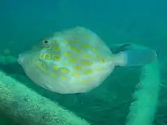 Eubalichthys mosaicus.