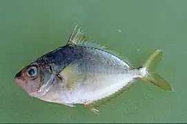 Eubleekeria splendens