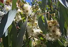 Eucalyptus melliodora, inflorescence.