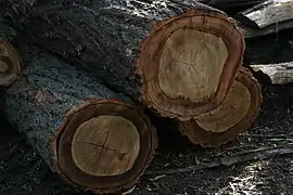 Bûches avant fraisage.