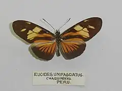 Eueides vibilia