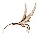 Eudimorphodon