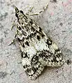 Eudonia lacustrata  (Panzer, 1804)