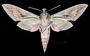 Revers du mâle (coll.MHNT)