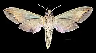 Revers dela femelle (coll.MHNT)