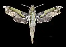 Face dorsale du mâle (coll.MHNT)