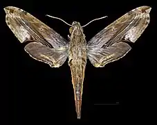 Avers de la femelle (coll.MHNT)