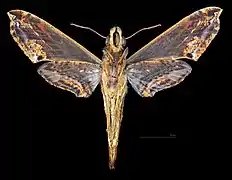 Revers de la femelle (coll.MHNT)