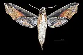 Face ventrale de la femelle (coll.MHNT)