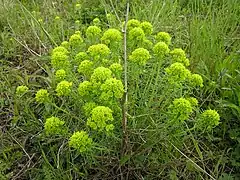 Euphorbia cyparissias
