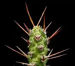 Euphorbia ellenbeckii (de).