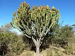 Euphorbia ingens (en)