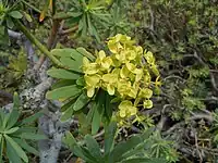 Inflorescence pédonculées en rosette terminale.