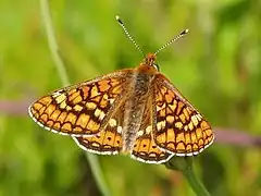 Damier de la succise (Euphydryas aurinia)