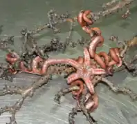 Asteroschema inornatum