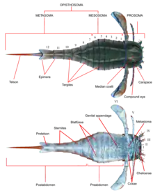 Anatomie d'un euryptéride